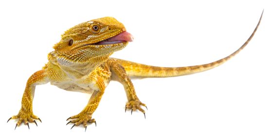 Terrarien Reptilien Lebendfutter Zoo-Center Rieder Gerhard