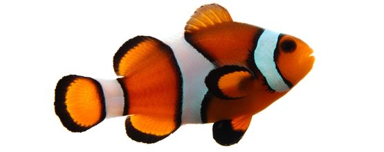 Fische Aquarien Auqarium-Zubehör
