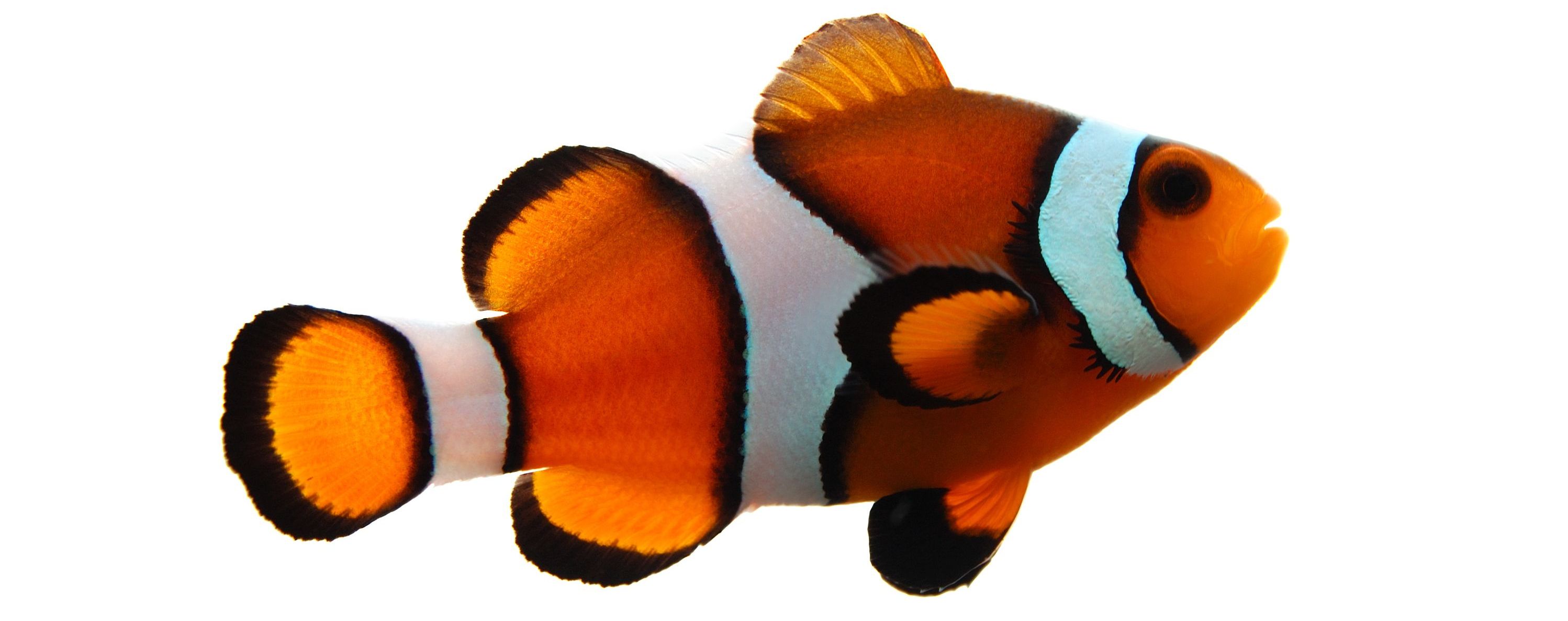Fische Aquarien Auqarium-Zubehör