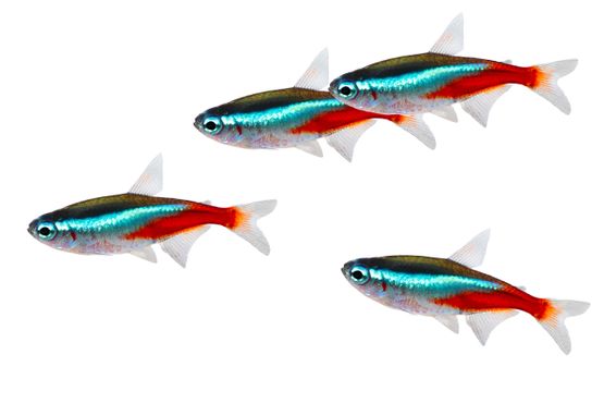 Süßwasserfische Salzwasserfische Aquarien Fischfutter [compnay_name]